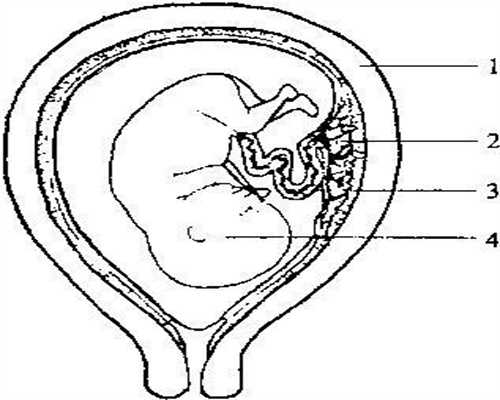重庆代孕手术检查费用：产后出现盆底功能障碍怎么办
