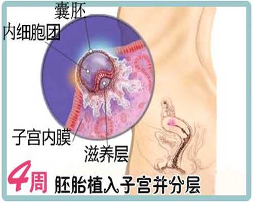 重庆找女人代孕：孕妇能不能吃糖炒板栗